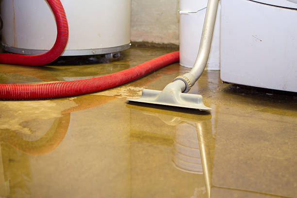 Best Mold removal after water damage  in Columbus, MN