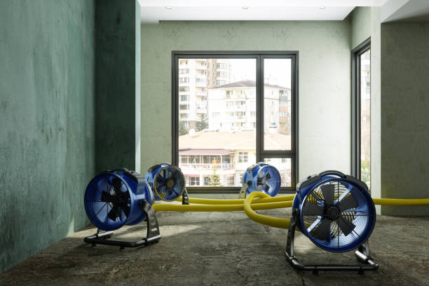 Best Basement water damage restoration  in Columbus, MN